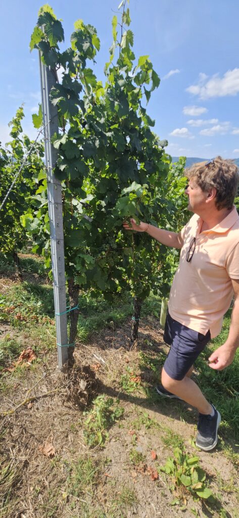 Robert Schuurman Wijngaard