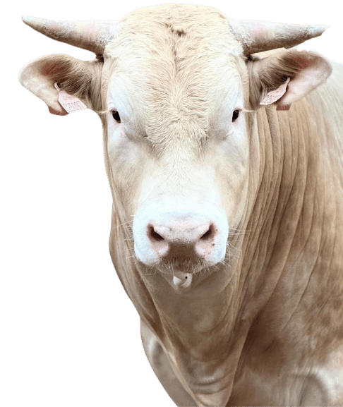 rundvleesspecialist Palmesteyn wouter 